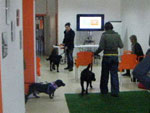 Escuela de Perros Accion
